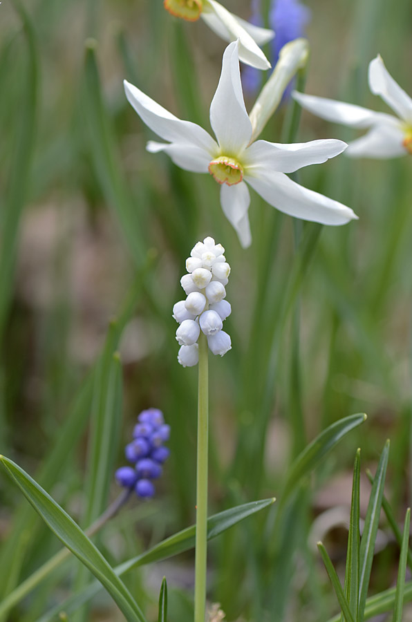 Muscari botryoides, albino